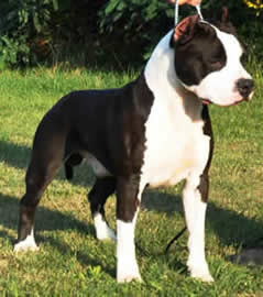 LORD OF THE STAFFS BEST PLAYMATE